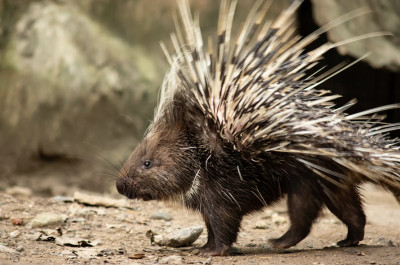 porcupine.jpg